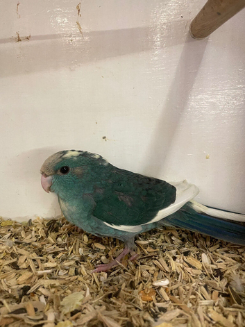 Sum cracking coloured kakis