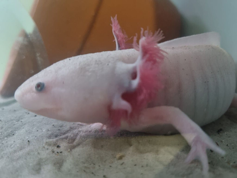 Axolotl Fish