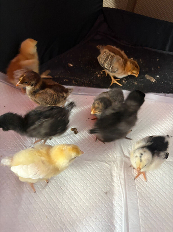 Chicks