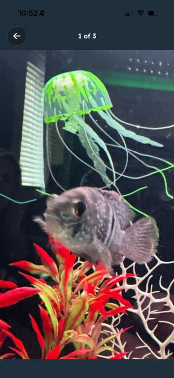 3 cichlids