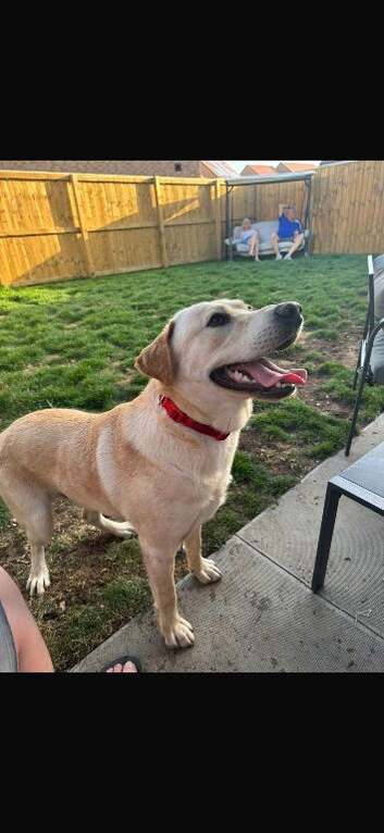Gorgeous 13 month old labrador