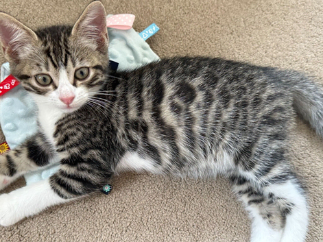 Stunning half Bengal Kitten. TICA. Microchipped. 1 Boy available available