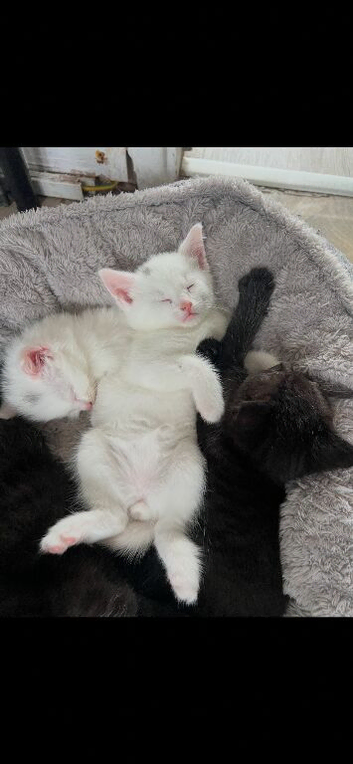 2 male kittens