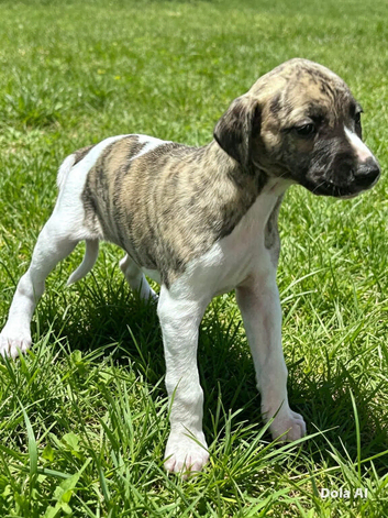 whippet puppies