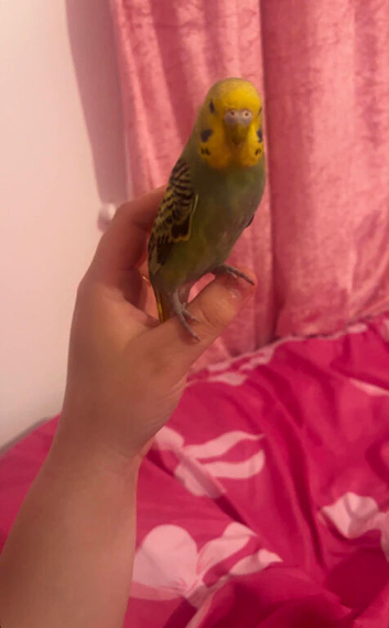 Budgie