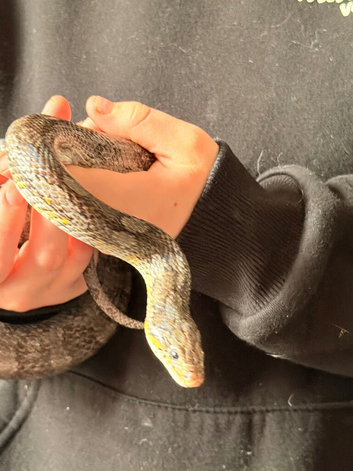 Rat corn hybrid
