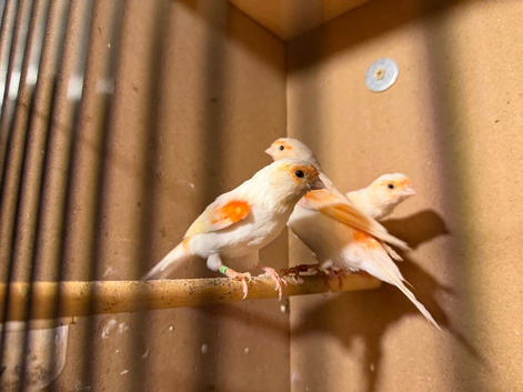 Red Mosaic Canaries for sale