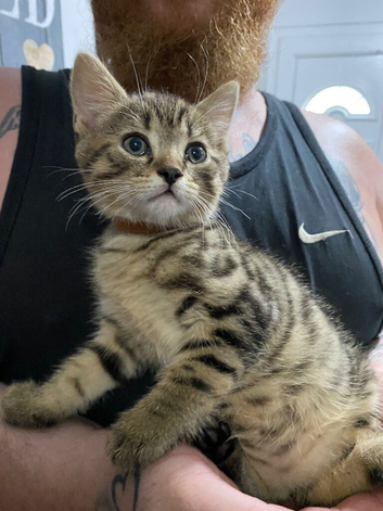 Kittens for sale