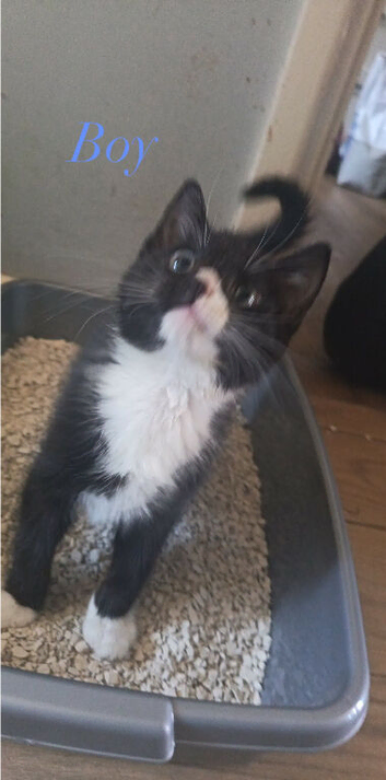 Kittens