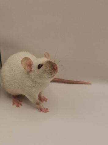 Dwarf rats