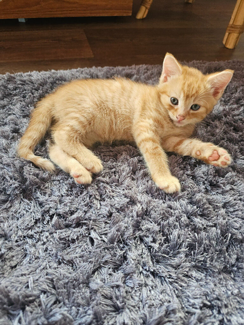 4 Cute Kittens Looking for Loving Homes (3 Males, 1 Female)