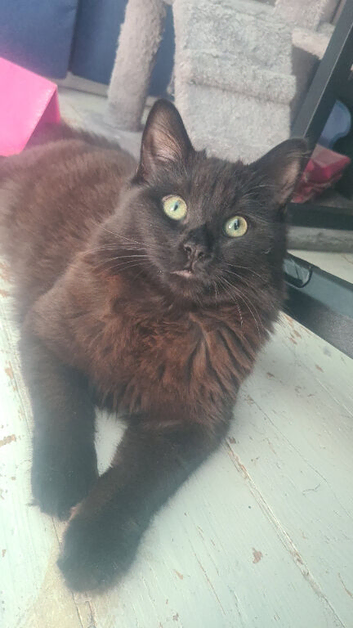 2 year old cat