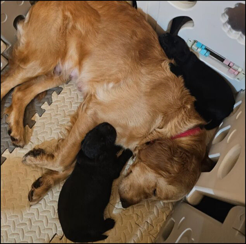 Golden Retriever &times; German Shepherd Puppies &ndash; 1 Boy & 1 Girl Available