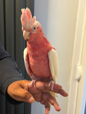 Tame lutino galah cockatoo 6 months old