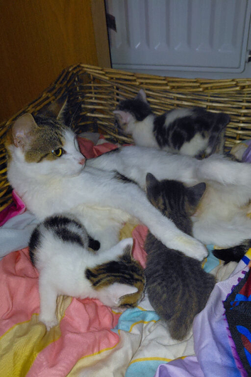 beautiful babies for sale