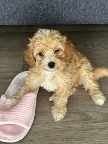Beautiful F1 Cavapoochon Puppies &ndash; Ready for Their Forever Homes