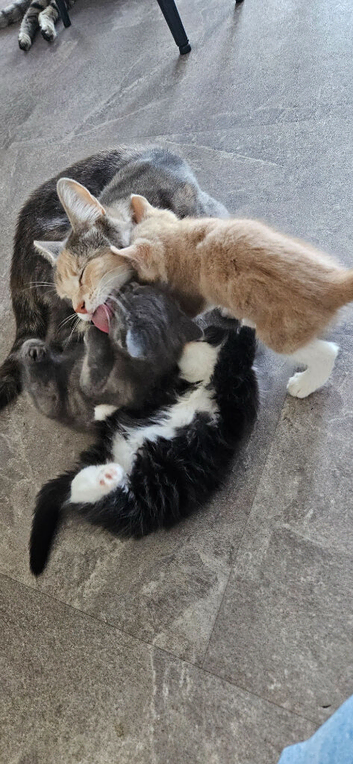 Maine coon bloodline kittens