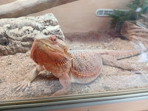 1 year old bearded dragon