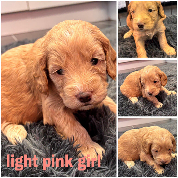 Beautiful miniature golden doodles