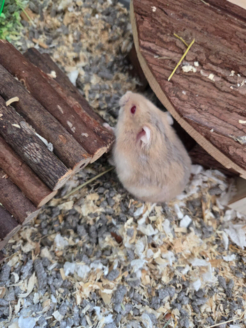 Russian dwarf hamster