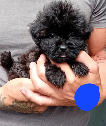 Tiniest Jackapooshih pups Ready Now