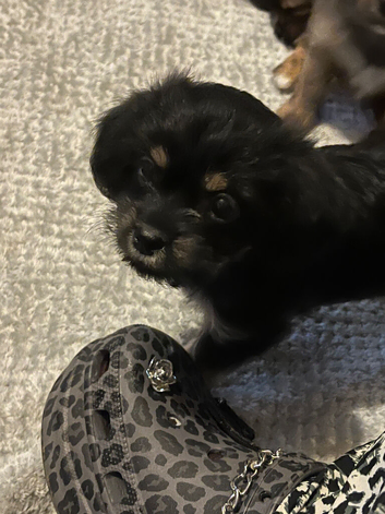 Shitzui/chihuahua