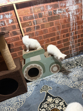 Cats