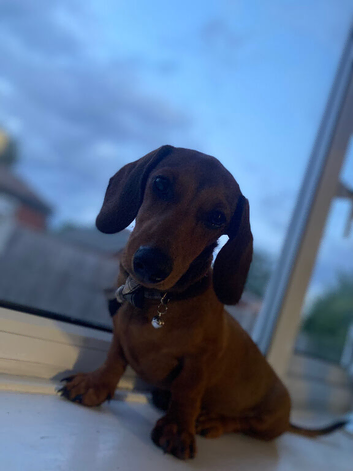 Miniature dachshund