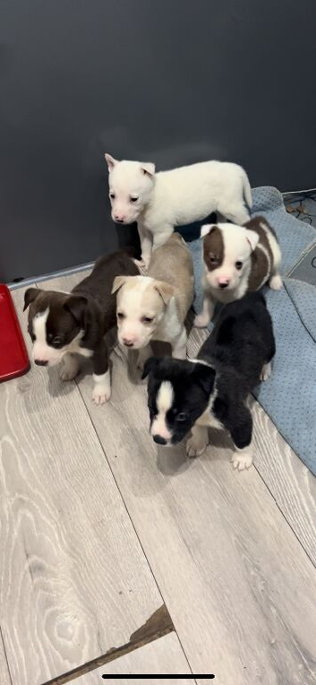 Stunning huski x American bull dog puppies