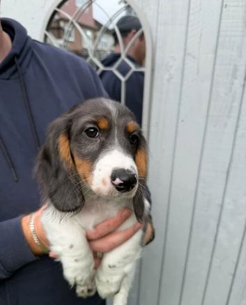 Amazing miniature dachshund puppies