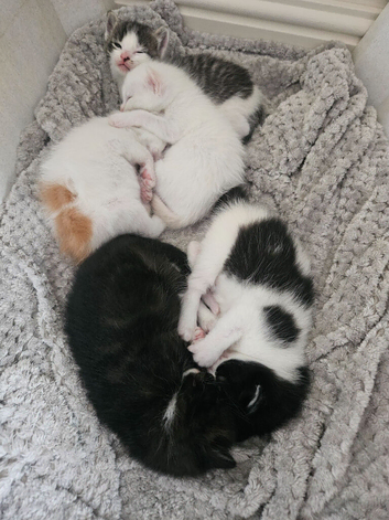 5 beautiful, friendly Ragdoll cross kittens