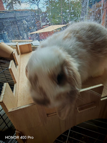 Pure Bred Mini Lops