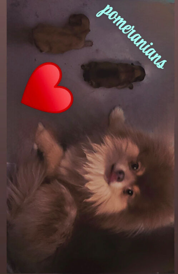 Kc pomeranion puppies