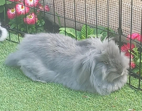 2 bonded indoor lop mix need new home