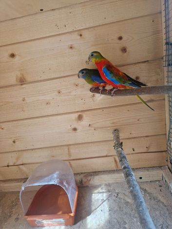 Neophema splendida parakeet
