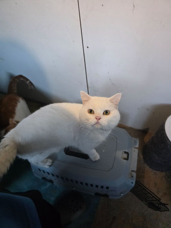 British shorthair champions bloodline
