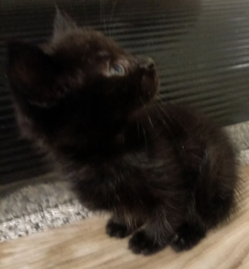 2 kittens looking for a forever home