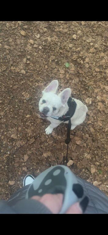 Fench bulldog new home needed asap