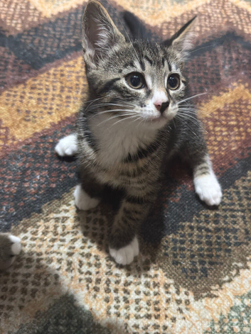 Kitten