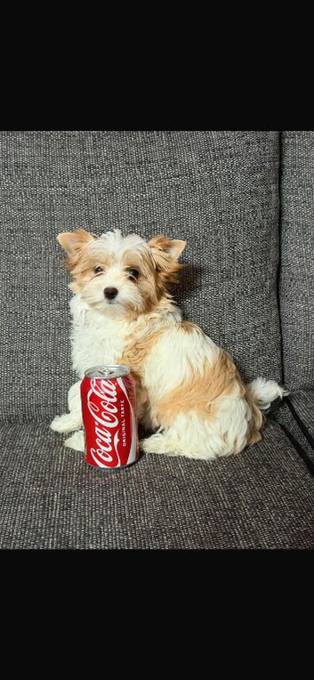 Teacup Yorkshire terrier