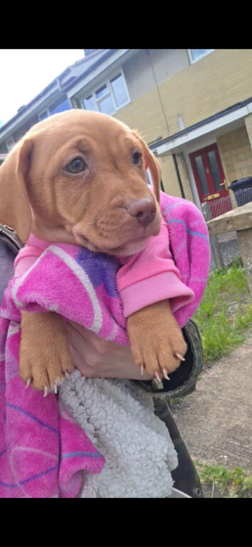 Beautiful boy needing new home