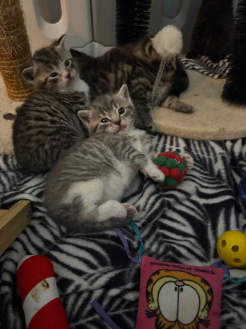KITTENS FOR SALE!