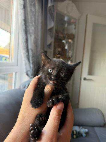 Beautiful boy kitten