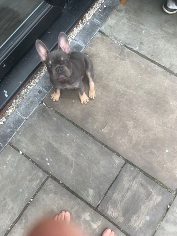 20 weeks old male French bulldog