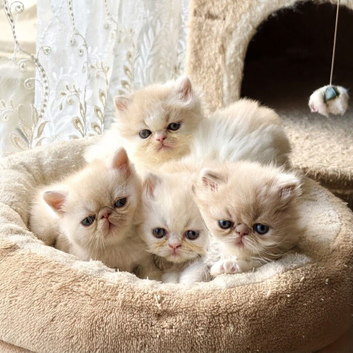 Stunning kittens