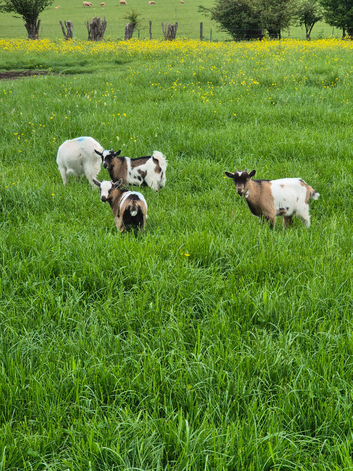 Pygmy goats looking for new homes