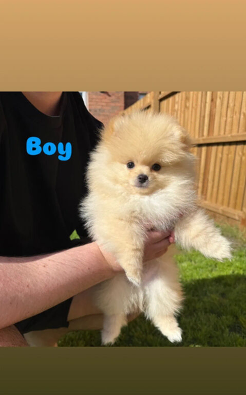 Beautiful Tiny Toy Pomeranian Puppies