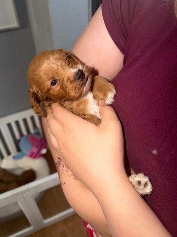 Cockapoo puppy&rsquo;s