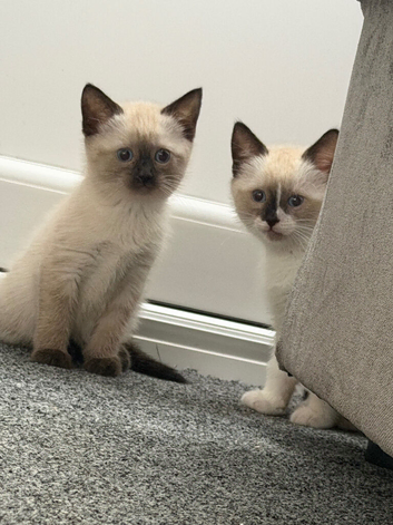 Male and female ragdoll crosses