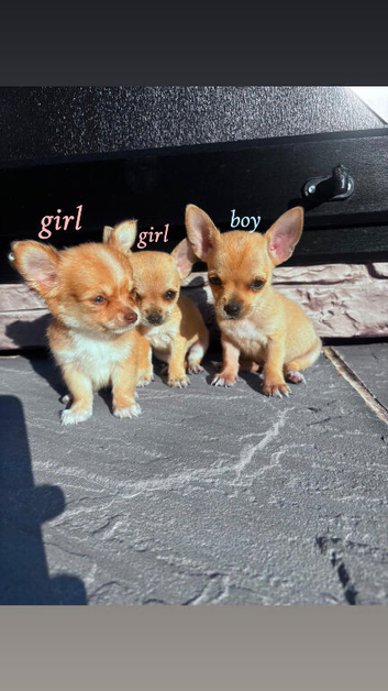 3 beautiful chihuahua puppies for sale